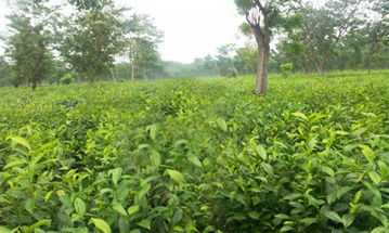 Hasimara Tour Guide: Gateway to Bhutan & Dooars