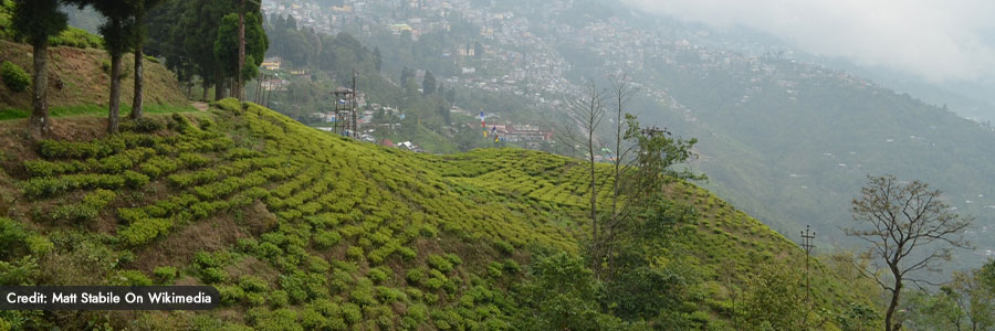 Happy Valley Tea Estate